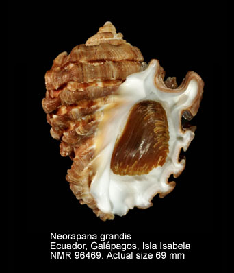 Neorapana grandis.jpg - Neorapana grandis (G.B.Sowerby,1835)